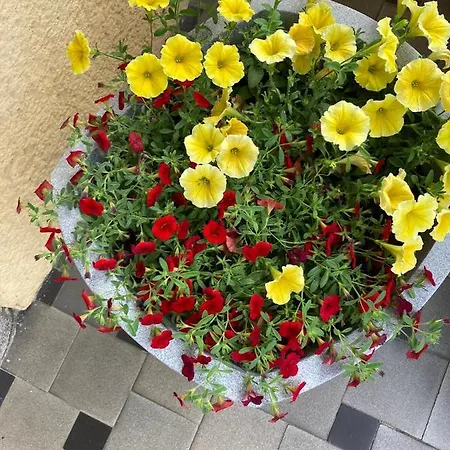 Rosengarten شقة بلانكنبرغ